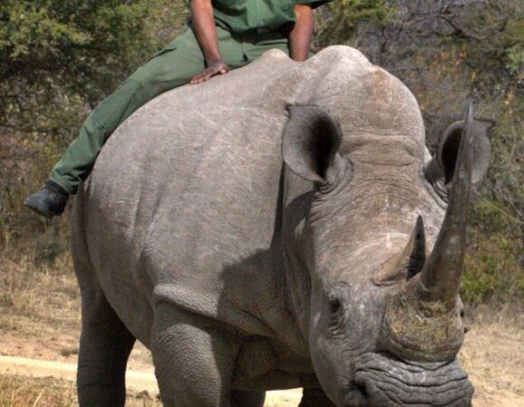 Notable variations between a tour guide and tour ranger in Tanzania