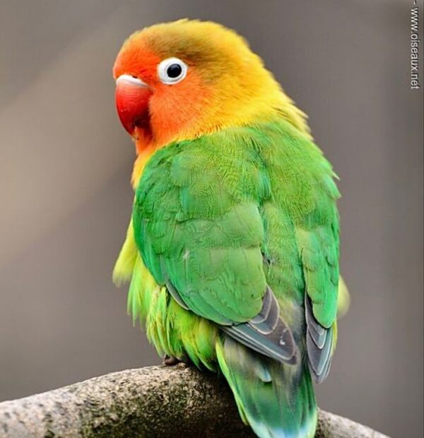 LoveBird