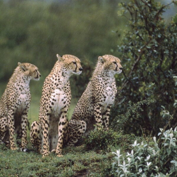 Africa Safari Tours