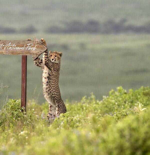 5 Days Tarangire, Serengeti, Lake Manyara and Ngorongoro Crater(Private Camping)